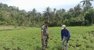 Babinsa Koramil 01/Sukajaya Laksanakan Komsos dengan Petani Kacang Tanah di Gampong Cot Abeuk