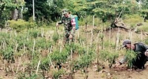 Babinsa Koramil 02/Sukakarya Bantu Petani Semprot Hama Tanaman Cabai di Gampong Krueng Raya