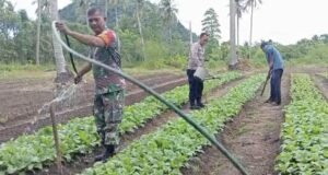 Babinsa Koramil 01/Sukajaya Bantu Petani Siram Sayuran, Wujud Nyata Kemanunggalan TNI-Rakyat
