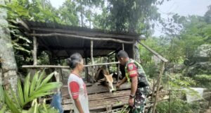 Babinsa Koramil 02/Sukakarya Dampingi Peternak Sapi, Wujud Kepedulian TNI Terhadap Kesejahteraan Warga