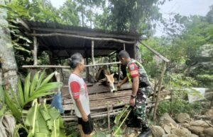 Babinsa Koramil 02/Sukakarya Dampingi Peternak Sapi, Wujud Kepedulian TNI Terhadap Kesejahteraan Warga