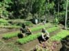 Babinsa dan Petani Bersinergi Kembangkan Sayuran Lokal di Gampong Krueng Raya