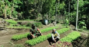 Babinsa dan Petani Bersinergi Kembangkan Sayuran Lokal di Gampong Krueng Raya