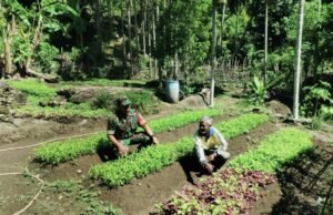 Babinsa dan Petani Bersinergi Kembangkan Sayuran Lokal di Gampong Krueng Raya