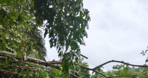 Himbau Warga Waspadai Cuaca Ekstrem, Sejumlah Pohon Tumbang dan Transportasi Laut Terganggu