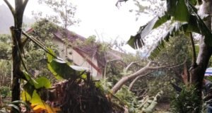 Cuaca Ekstrem Terjang Kota Sabang, Pohon Tumbang Timpa Rumah dan Sepmor Warga