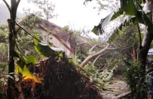 Cuaca Ekstrem Terjang Kota Sabang, Pohon Tumbang Timpa Rumah dan Sepmor Warga