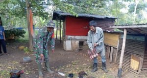 Babinsa Gampong Cot Abeuk Dukung Warga Kembangkan Peternakan Ayam Kampung