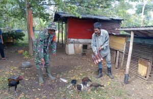 Babinsa Gampong Cot Abeuk Dukung Warga Kembangkan Peternakan Ayam Kampung