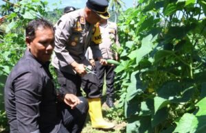Panen Raya Timun Serentak, di Lahan Warga Binaan Gampong Jaboi