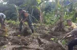 Dukung Ketahanan Pangan, Babinsa dan Bhabinkamtibmas Bantu Warga Tanam Ubi di Gampong Kuta Barat