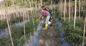Babinsa Koramil 02/Sukakarya Dampingi Petani Panen Cabai Keriting di Gampong Aneuk Laot