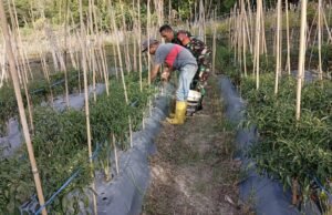 Babinsa Koramil 02/Sukakarya Dampingi Petani Panen Cabai Keriting di Gampong Aneuk Laot