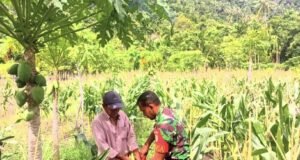 Babinsa Koramil 01/Sukajaya Bantu Petani Panen Jagung Manis di Gampong Paya