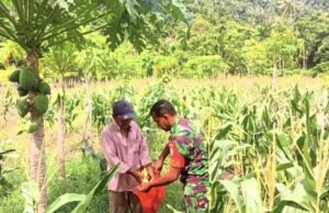 Babinsa Koramil 01/Sukajaya Bantu Petani Panen Jagung Manis di Gampong Paya