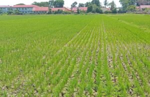 Akibat Waduk Kering, Sebahagian Padi di Tringgadeng Terancam Gagal Panen