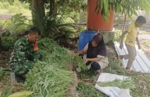 Babinsa Koramil 01/Sukajaya Bantu Petani Panen Kangkung, Wujud Nyata Kepedulian TNI pada Ketahanan Pangan