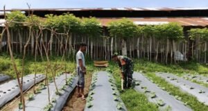 Dukung Ketahanan Pangan, Babinsa Koramil 02/Sukakarya Aktif di Lahan Pertanian Warga