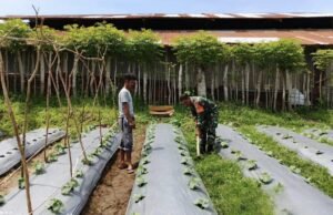 Dukung Ketahanan Pangan, Babinsa Koramil 02/Sukakarya Aktif di Lahan Pertanian Warga