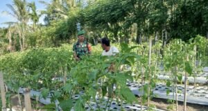 Babinsa Koramil 01/Sukajaya Ajak Warga Kembangkan Kebun Cabai Demi Ketahanan Pangan