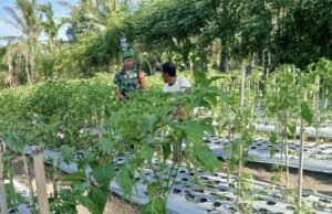 Babinsa Koramil 01/Sukajaya Ajak Warga Kembangkan Kebun Cabai Demi Ketahanan Pangan