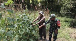 Babinsa Koramil 02/Sukakarya Dampingi Petani Mentimun, Dorong Pemanfaatan Lahan Produktif