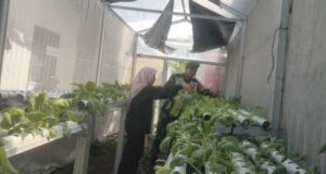 Babinsa Koramil 02/Sukakarya Pantau Ketahanan Pangan Warga Gampong Kuta Ateuh