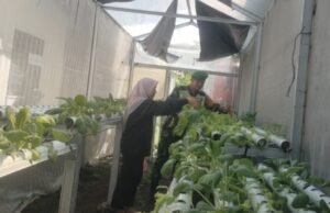 Babinsa Koramil 02/Sukakarya Pantau Ketahanan Pangan Warga Gampong Kuta Ateuh