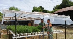 Babinsa Koramil 02/Sukakarya Dorong Petani Kembangkan Sayuran hidroponik di Gampong Kuta Barat