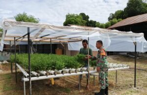 Babinsa Koramil 02/Sukakarya Dorong Petani Kembangkan Sayuran hidroponik di Gampong Kuta Barat