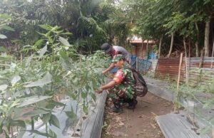 Babinsa Koramil 01/Sukajaya Dampingi Petani Rawat Tanaman Cabai di Balohan