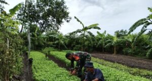 Babinsa Koramil 02/Sukakarya Dampingi Warga Kuta Barat Rawat Tanaman Kangkung