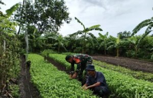 Babinsa Koramil 02/Sukakarya Dampingi Warga Kuta Barat Rawat Tanaman Kangkung