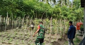 Babinsa Koramil 01/Sukajaya Dampingi Petani Sayuran di Jaboi, Dorong Ketahanan Pangan Rumahan