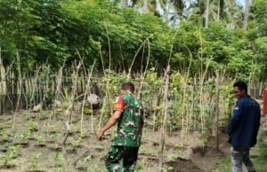 Babinsa Koramil 01/Sukajaya Dampingi Petani Sayuran di Jaboi, Dorong Ketahanan Pangan Rumahan