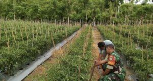 Babinsa Koramil 01/Sukajaya Dorong Warga Cot Ba’U Tingkatkan Ketahanan Pangan Lewat Bercocok Tanam