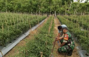 Babinsa Koramil 01/Sukajaya Dorong Warga Cot Ba’U Tingkatkan Ketahanan Pangan Lewat Bercocok Tanam