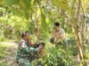 Babinsa Koramil 02/Sukakarya Dampingi Warga Cek Bibit Durian, Dorong Kemandirian Pangan Keluarga