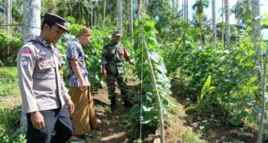 Babinsa Koramil 02/Sukakarya Dampingi Petani Mentimun di Gampong Paya Seunara