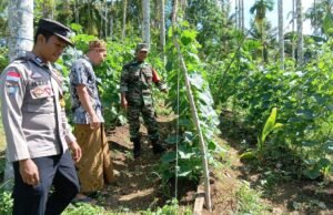 Babinsa Koramil 02/Sukakarya Dampingi Petani Mentimun di Gampong Paya Seunara