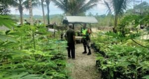 Babinsa Gampong Krueng Raya Dorong Petani Sayur Mandiri, Perkuat Pangan Keluarga