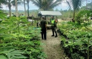 Babinsa Gampong Krueng Raya Dorong Petani Sayur Mandiri, Perkuat Pangan Keluarga