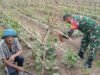 Babinsa Koramil 02/Sukakarya Hadir di Tengah Petani, Perkuat Kemanunggalan TNI-Rakyat