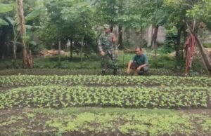 Babinsa Koramil 02/Sukakarya Pantau Ketahanan Pangan Warga Binaan di Gampong Kuta Ateuh