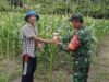 Babinsa Koramil 02/Sukakarya Dukung Program Ketahanan Pangan, Sambangi Petani Jagung di Batee Shoek