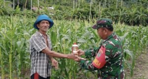 Babinsa Koramil 02/Sukakarya Dukung Program Ketahanan Pangan, Sambangi Petani Jagung di Batee Shoek