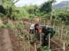 Babinsa Koramil 02/Sukakarya Bantu Warga Bersihkan Lahan Cabai, Tingkatkan Ketahanan Pangan Wilayah