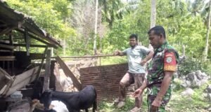 Babinsa Koramil 01/Sukajaya Ajak Peternak Kambing Jaga Kesehatan Ternak