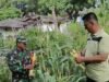 Babinsa Koramil 02/Sukakarya Dampingi Panen Jagung, Dukung Program Ketahanan Pangan Wilayah