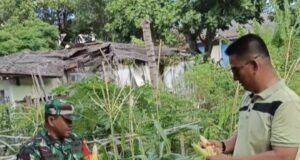 Babinsa Koramil 02/Sukakarya Dampingi Panen Jagung, Dukung Program Ketahanan Pangan Wilayah